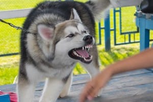 Dog Bite Law